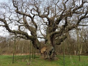 The Major Oak